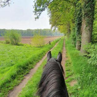 Luxe Gastenkamer Met Living En Keuken Bij Friezen Paarden Stal Pellendijk Westendorp Ngoại thất bức ảnh