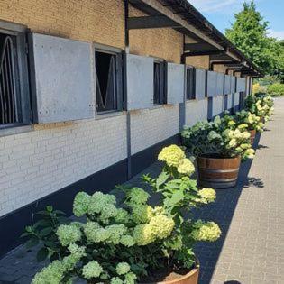 Luxe Gastenkamer Met Living En Keuken Bij Friezen Paarden Stal Pellendijk Westendorp Ngoại thất bức ảnh