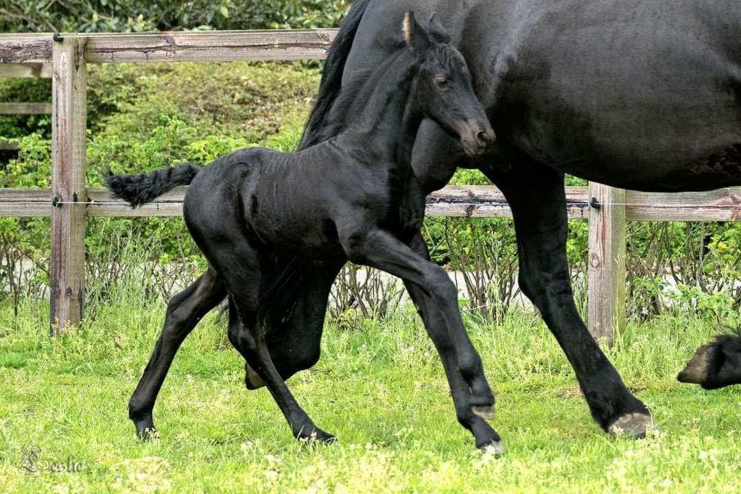 Luxe Gastenkamer Met Living En Keuken Bij Friezen Paarden Stal Pellendijk Westendorp Ngoại thất bức ảnh